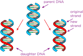 DNA replication