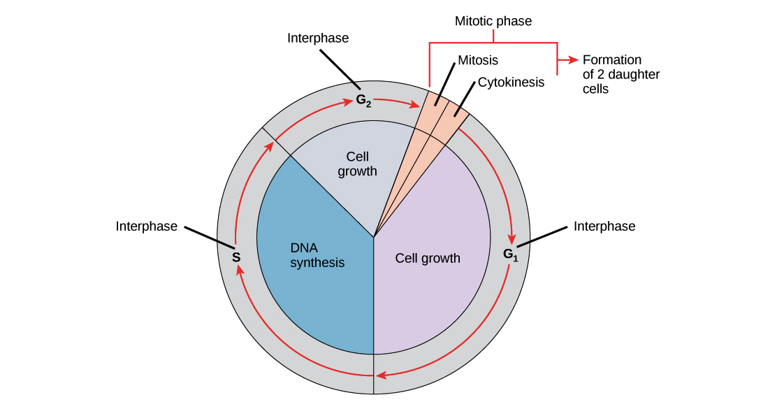 Phases of the Cell cycle