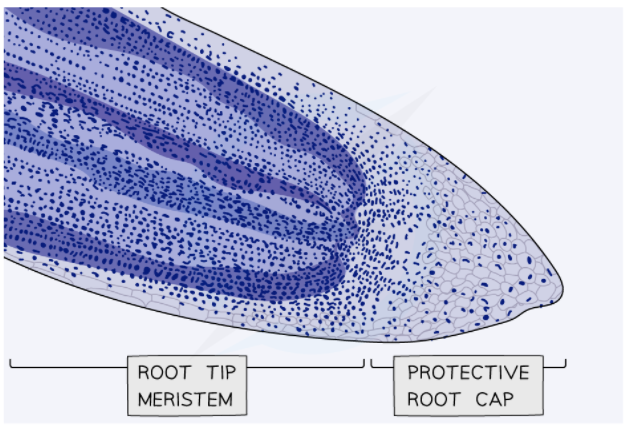 Micrograph of a stained root tip