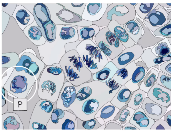 Cell undergoing prophase