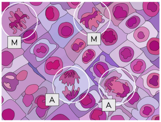 Anaphase and metaphase