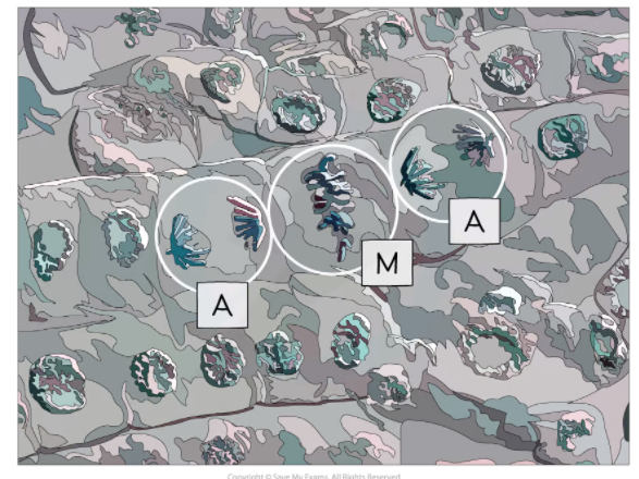 Metaphase and Anaphase