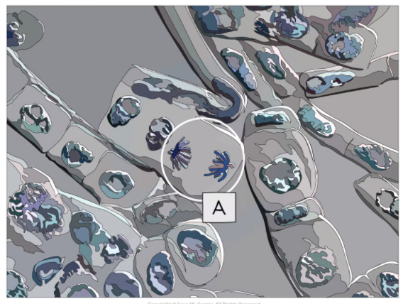 Micrograph of the cell undergoing anaphase