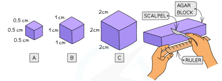 Using agar to investigate surface area
