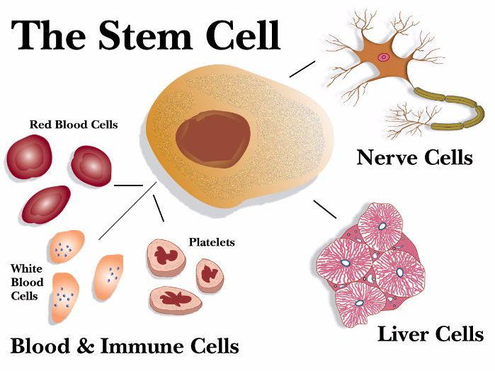 The Stem Cell