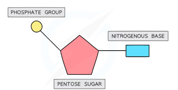 Basic Structure of a Nucleotide