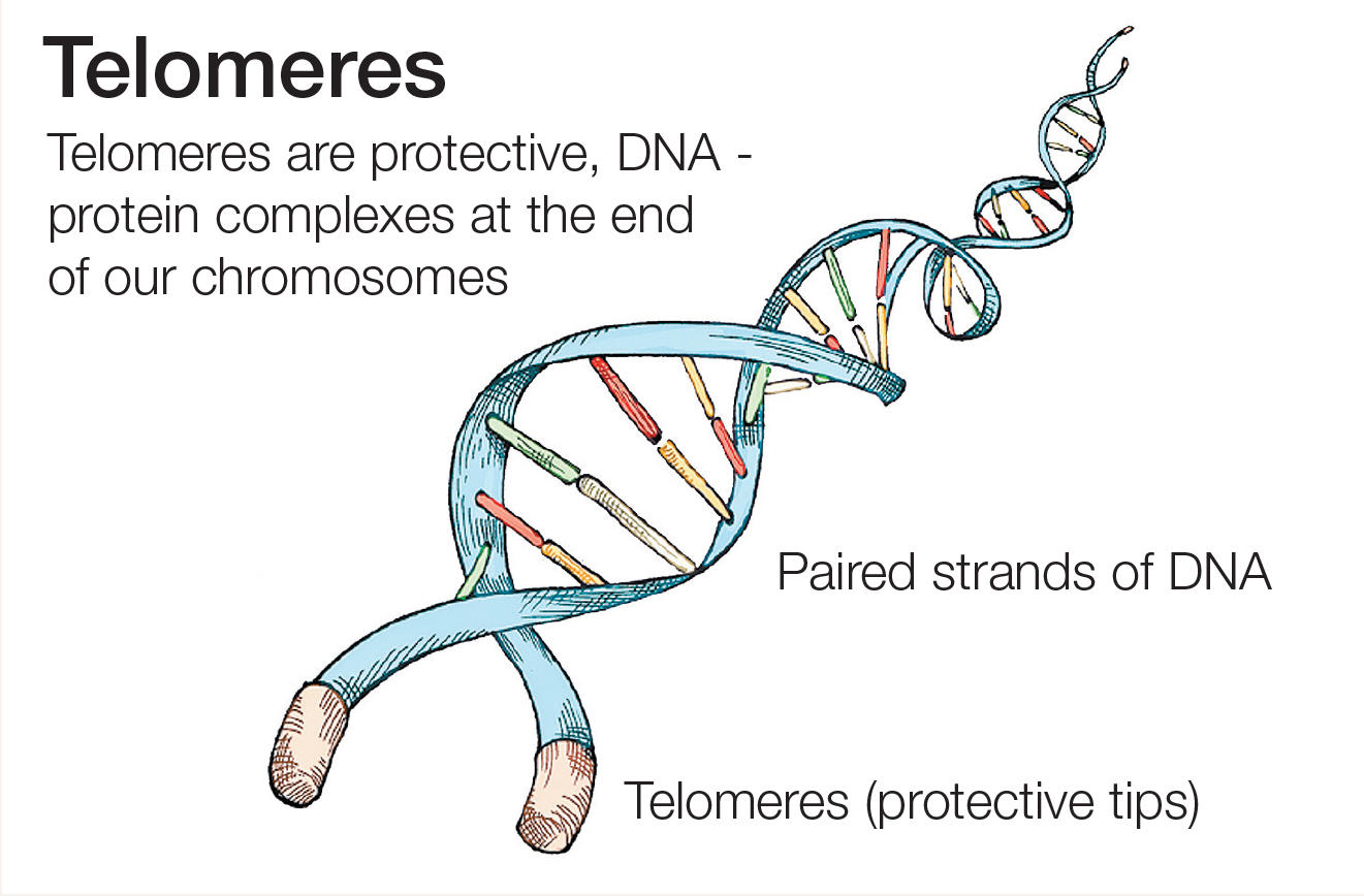 Telomeres