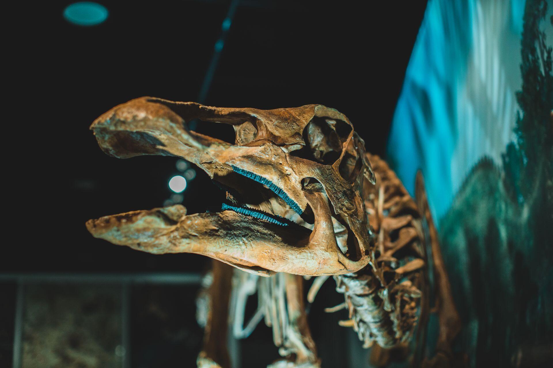 close up of a dinosaur skeleton on display in a museum
