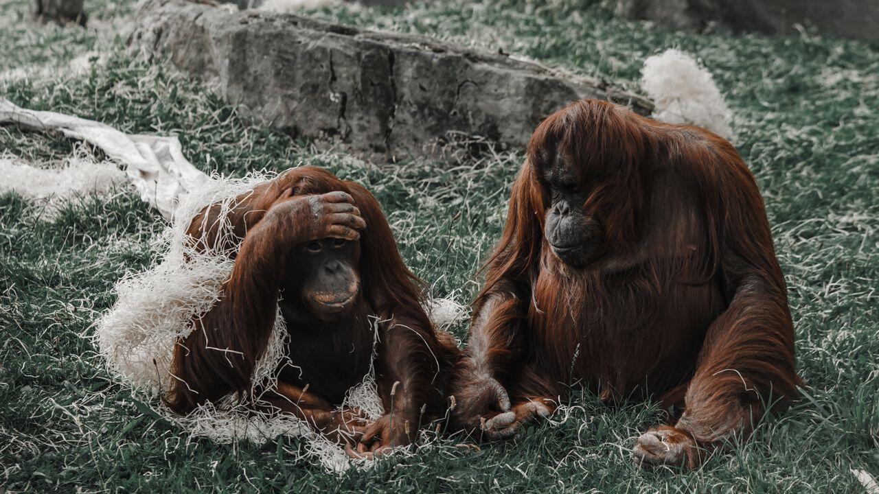 Two orangutans sitting in an enclosure
