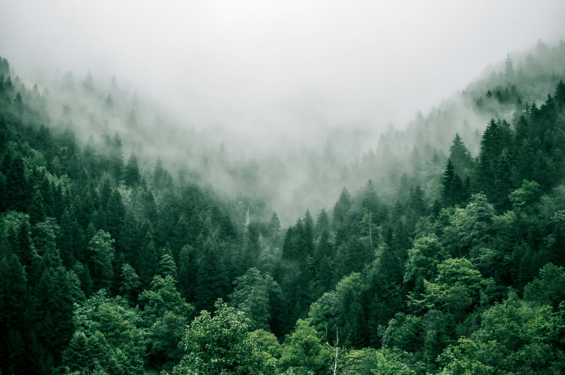 A photography of a green and vibrant forest covered in fog 