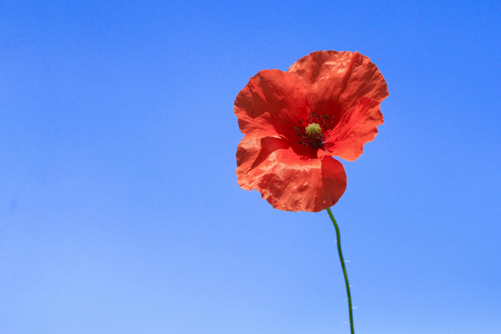 photograph of a single poppy against a blue sky