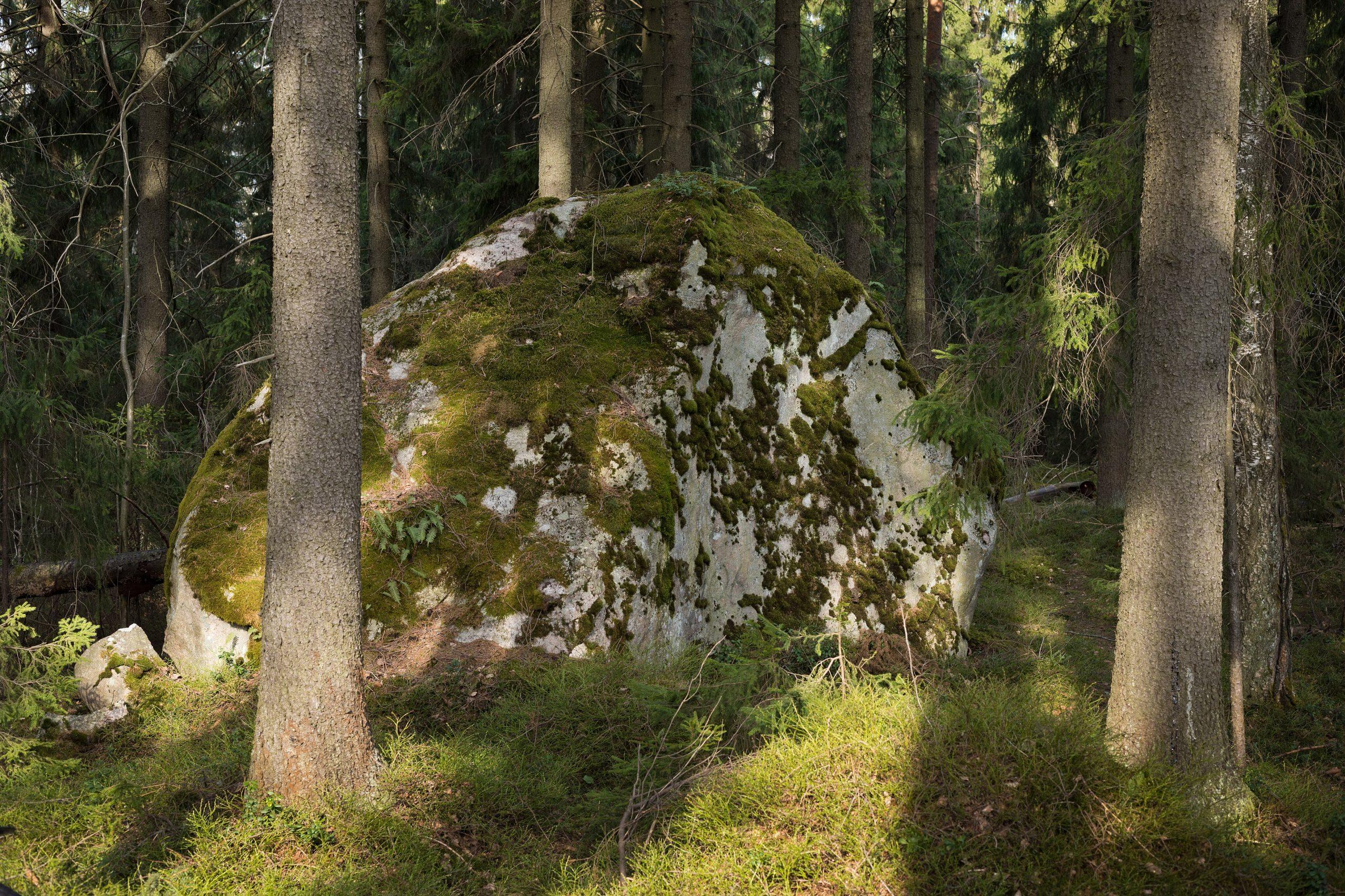 Large boulder sitting in a forest
