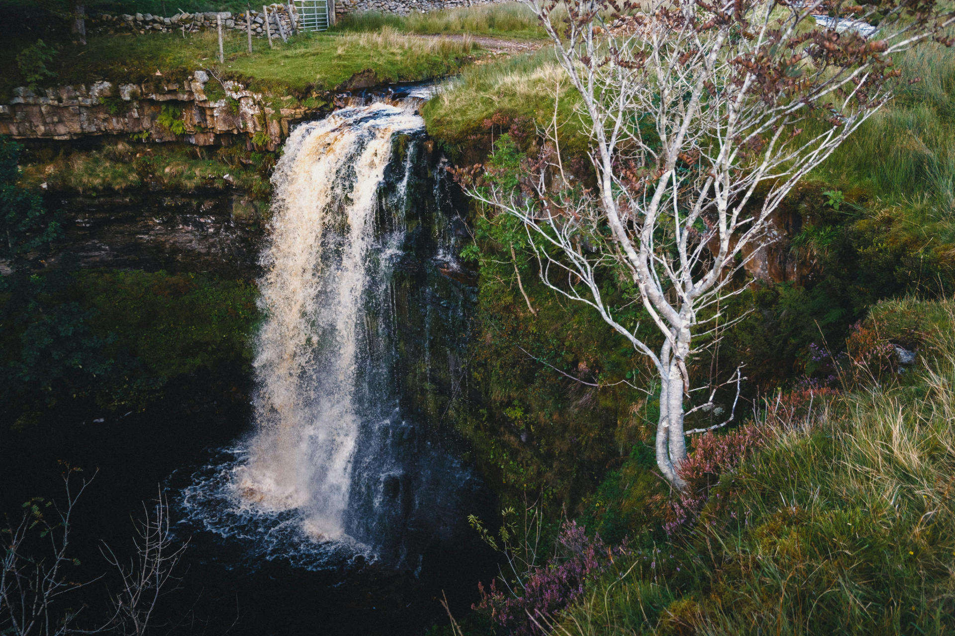 Waterfall flowing next to a tree