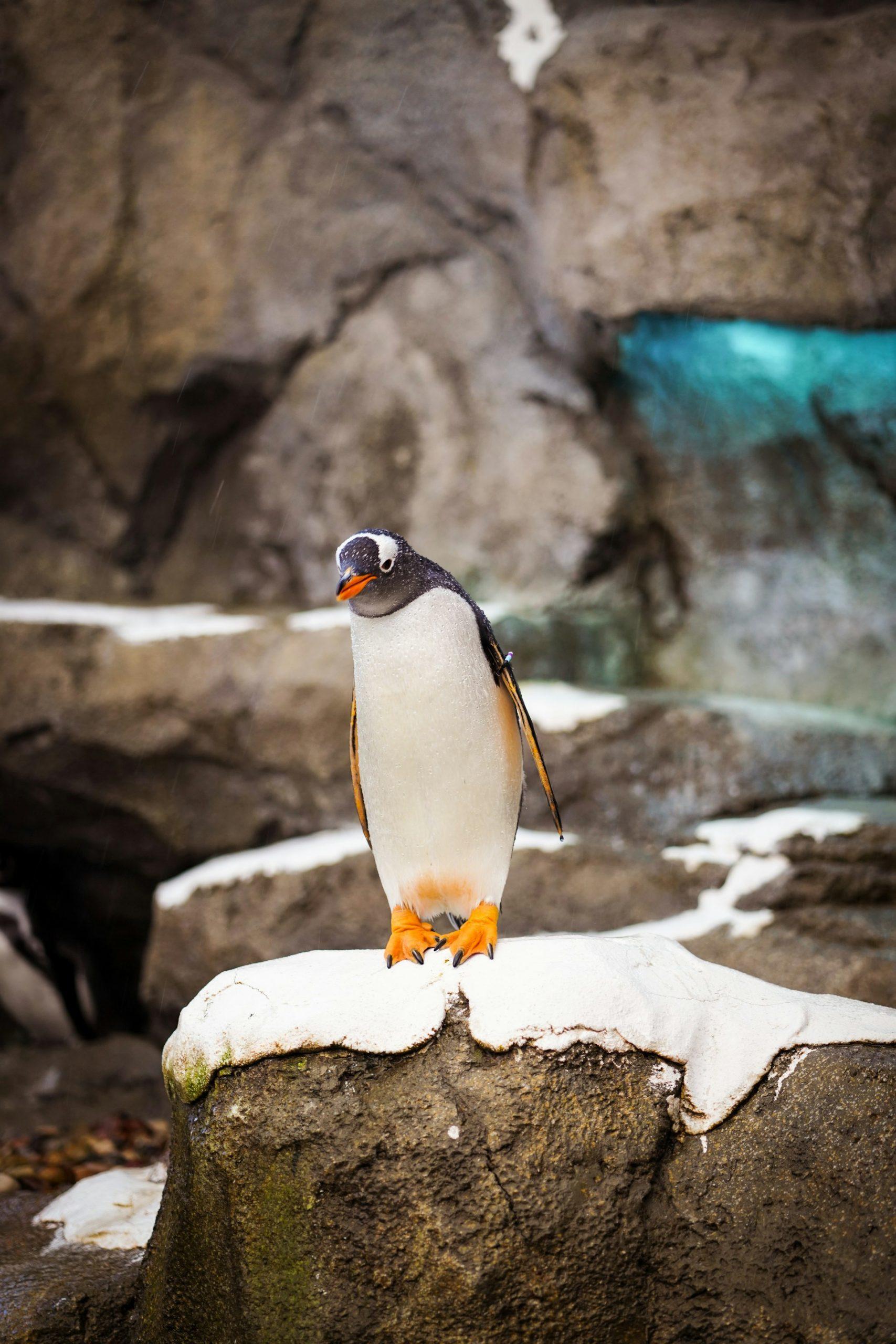 penguin standing in antartica