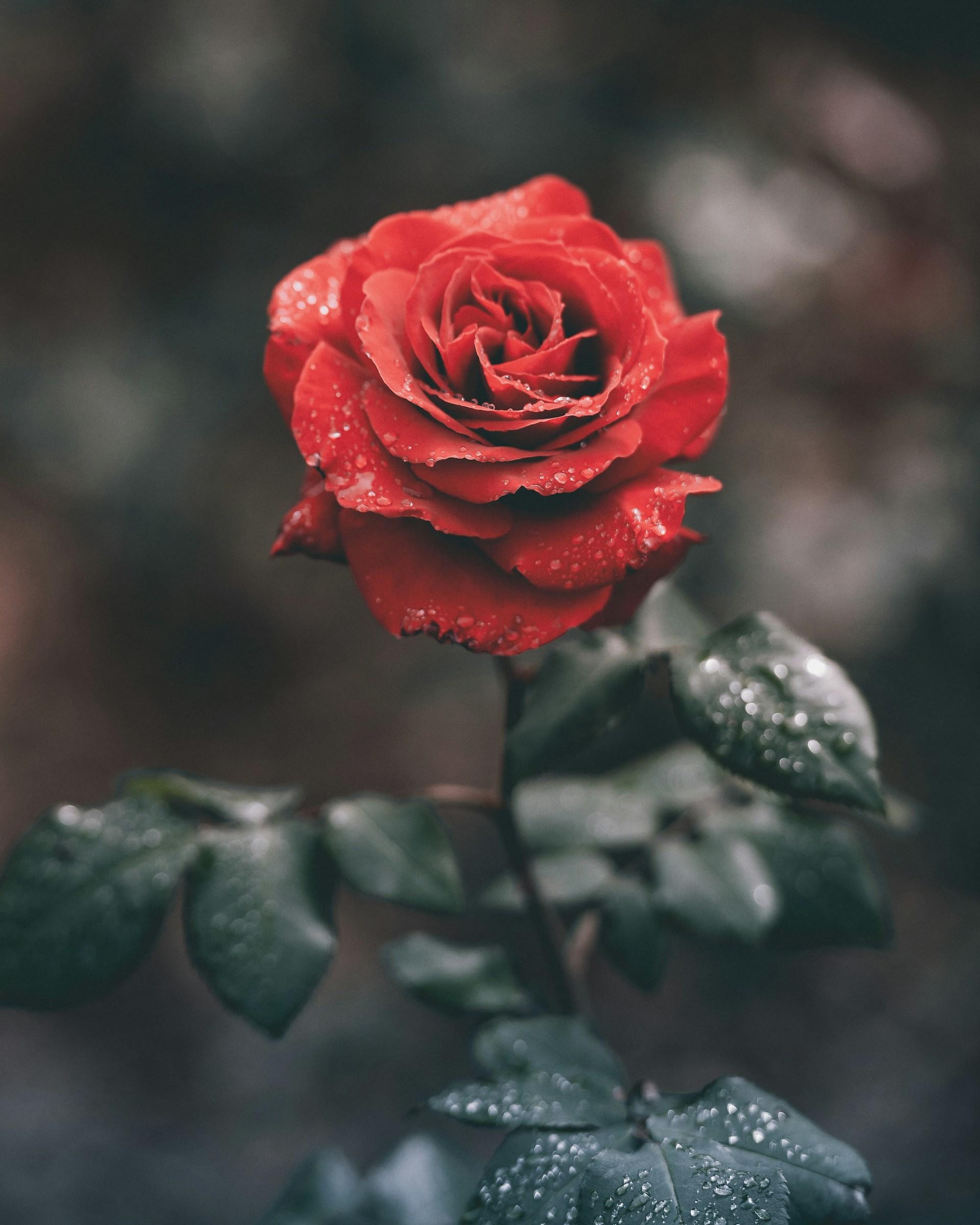 an image of a red rose
