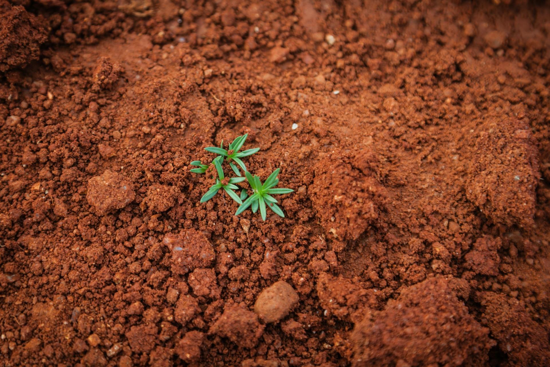 soil with small plant