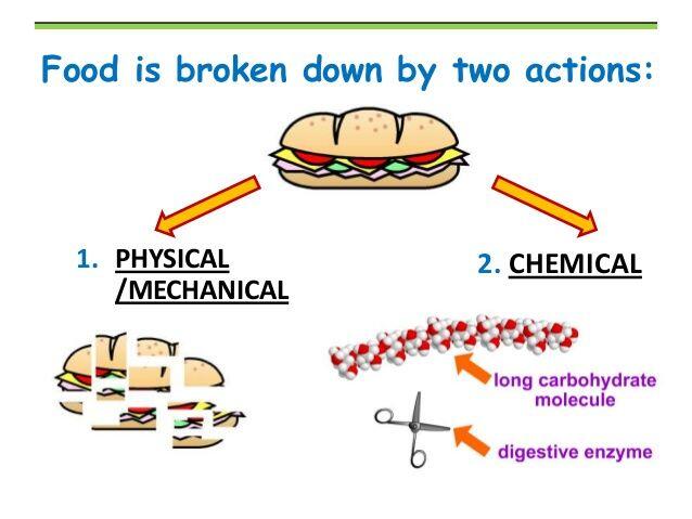 The Digestive System