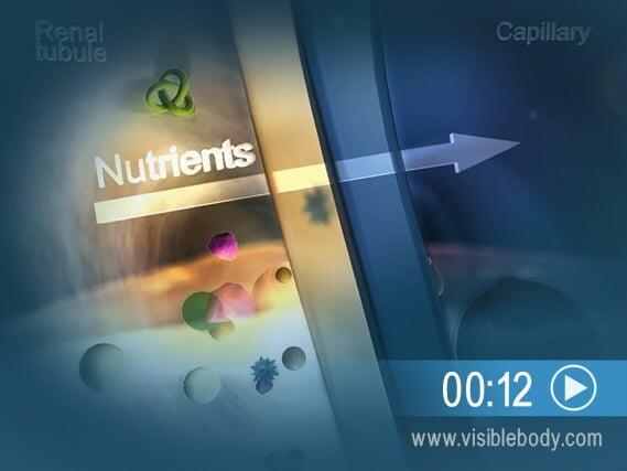 Reabsorption of nutrients in the glomerulus