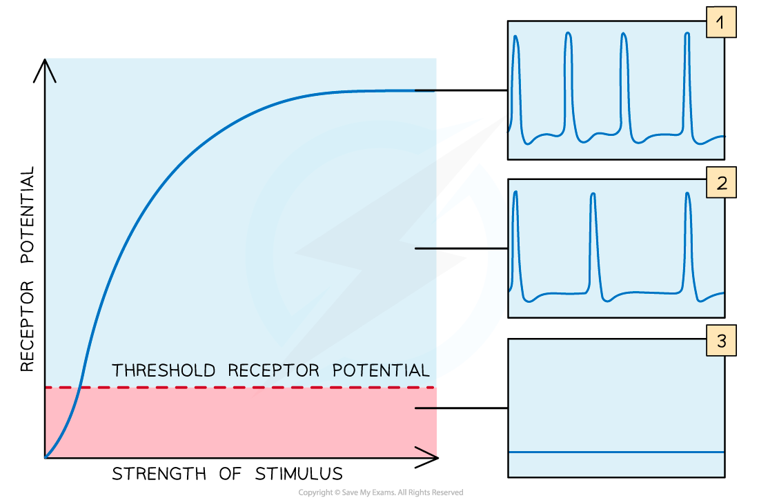 Receptor Potentials