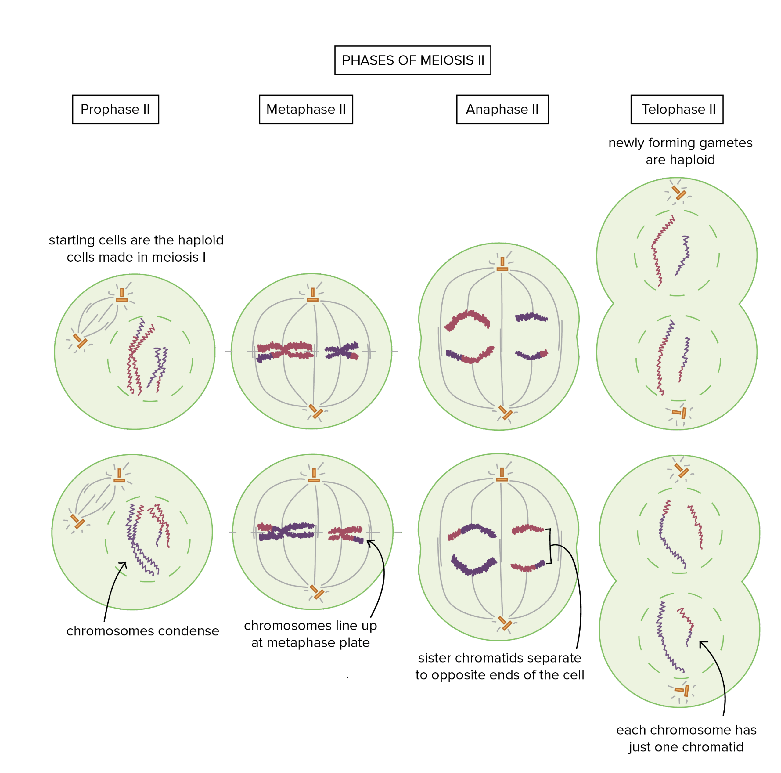 Phases of meiosis II