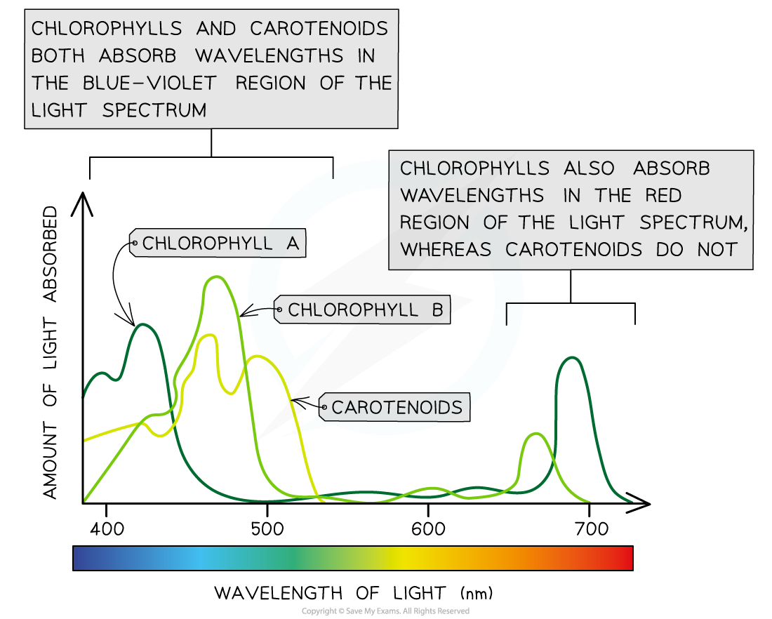 Absorption spectra of chlorophylls and carotenoids