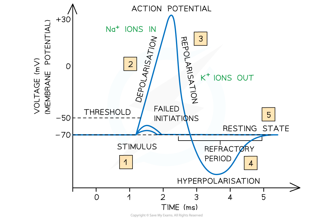 Action potential graph