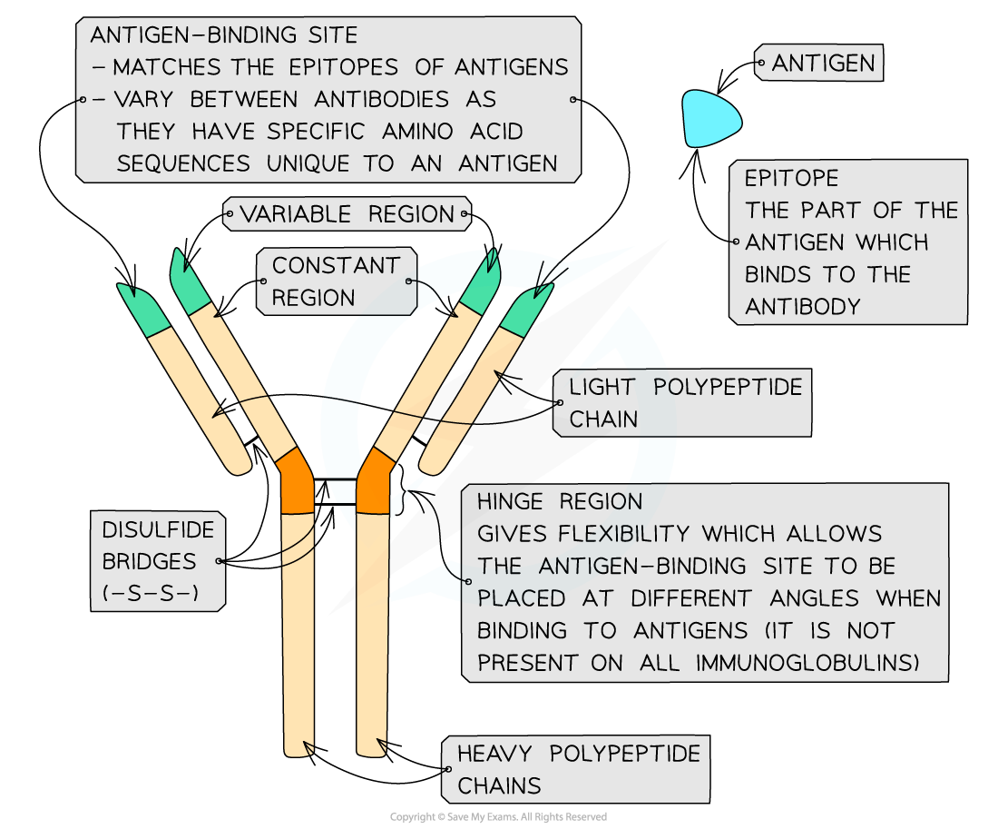Antibodies structure
