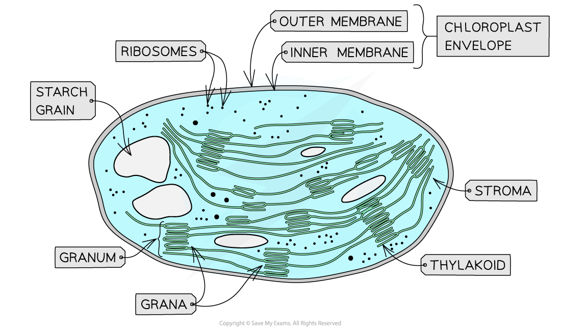 Chloroplast structures, 