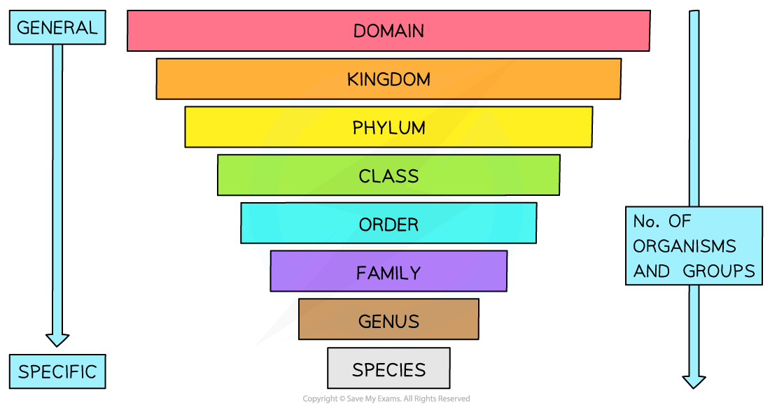 he hierarchical classification system