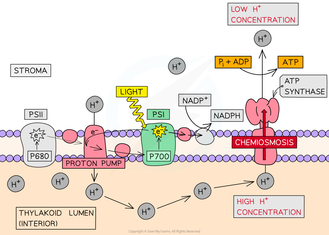 Cyclic photophosphorylation