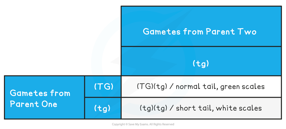 Dihybrid Cross with Linkage Punnett Square table