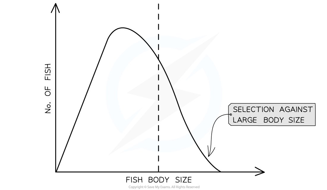 Directional selection on fish body size