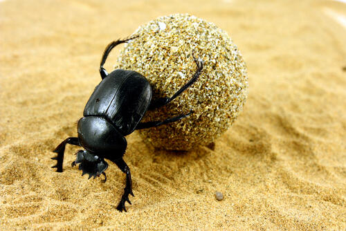 The Dung Beetle