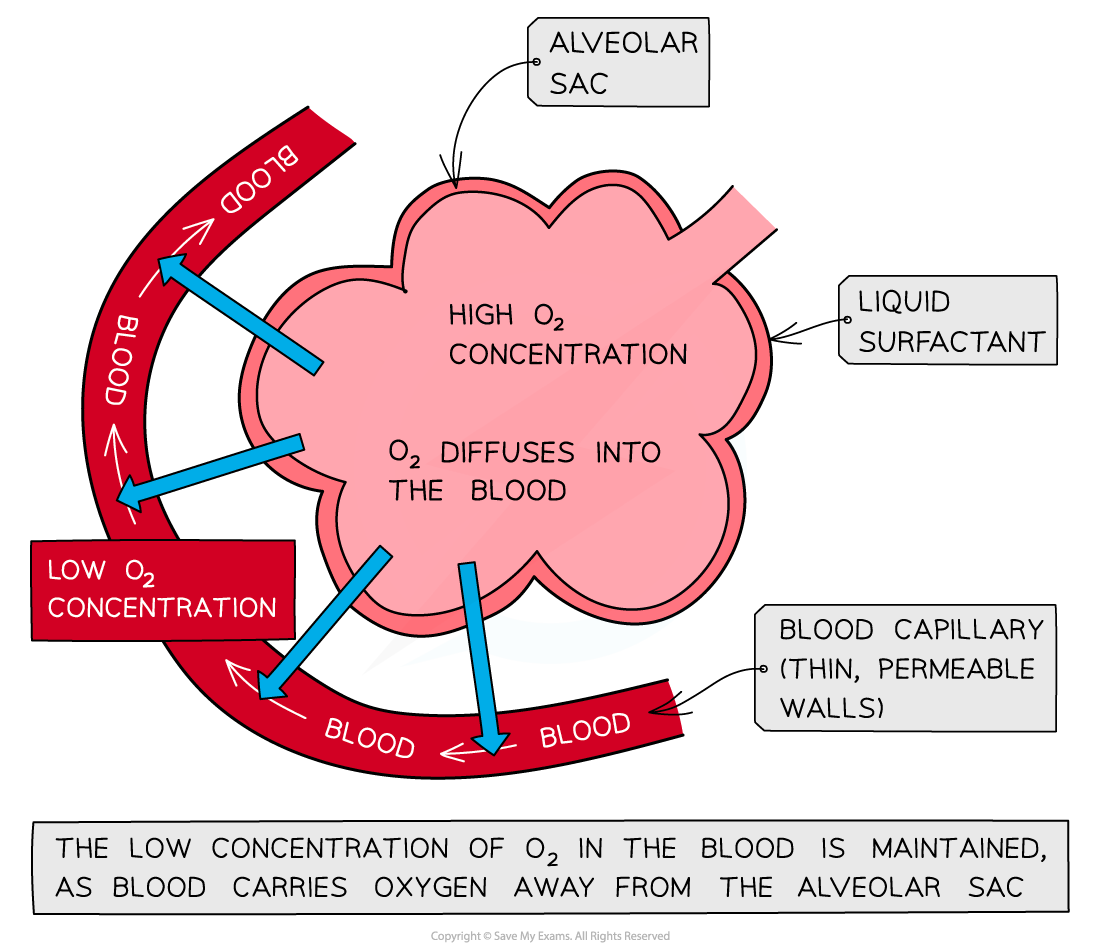 Gas Exchange