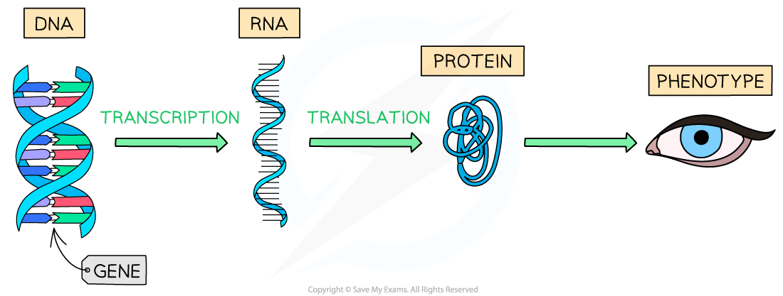 Gene to Phenotype Journey