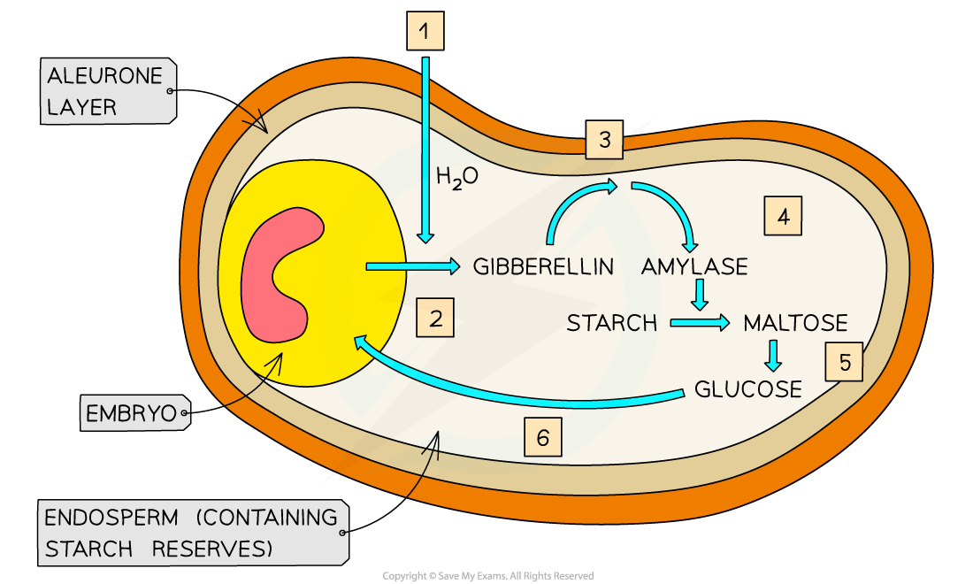 Gibberellin in barley germination 