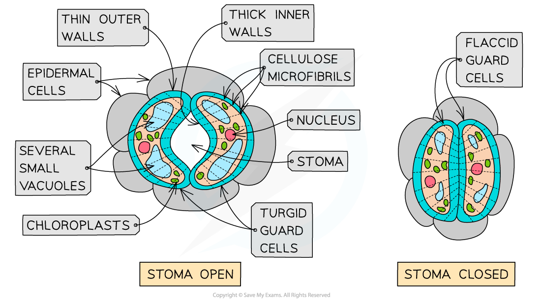Structure of Guard Cells