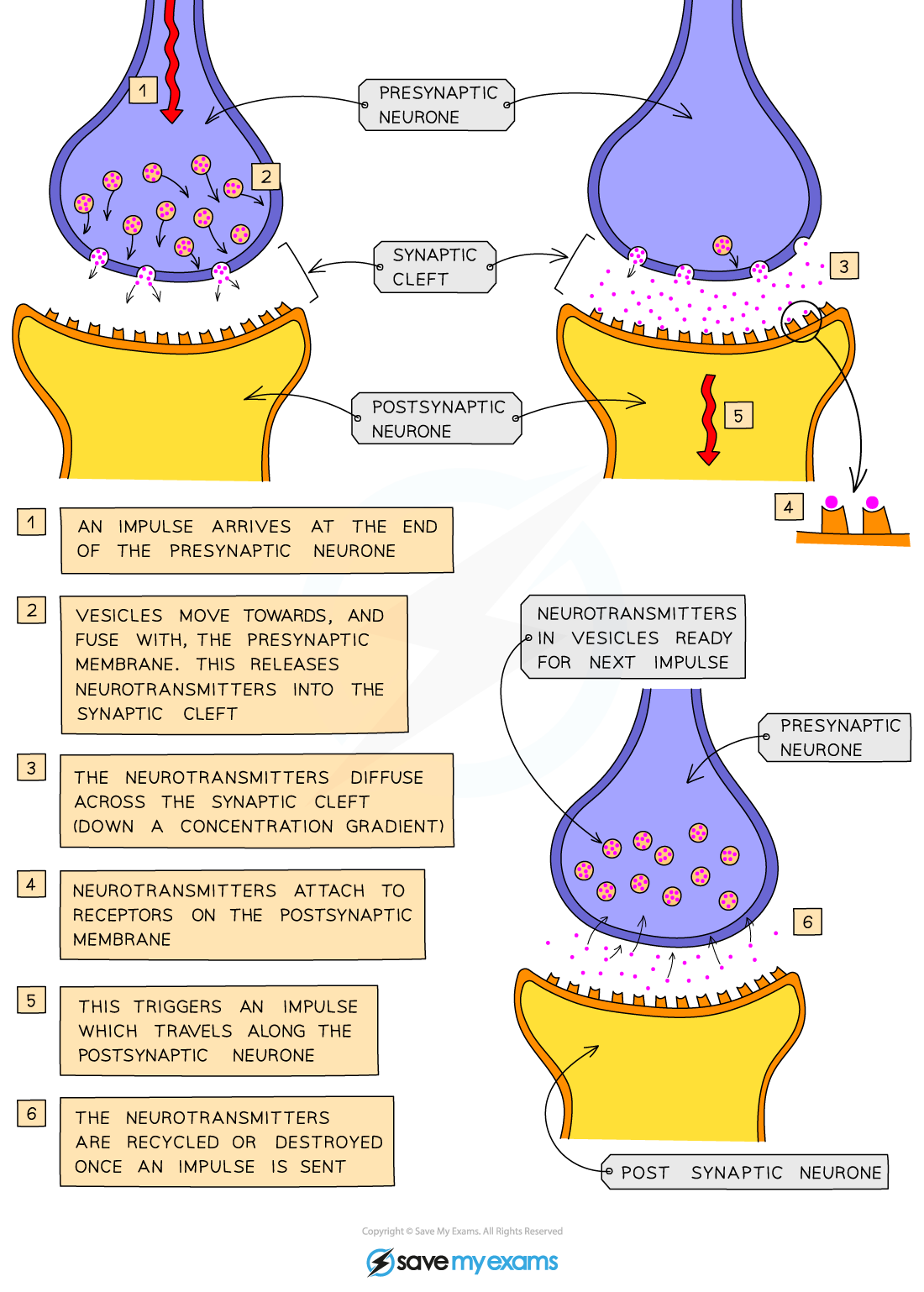 How an impulse is passed on at a synapse