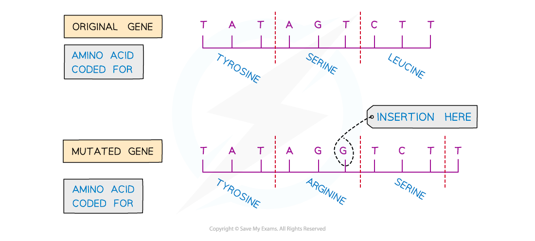 Insertion Mutation example