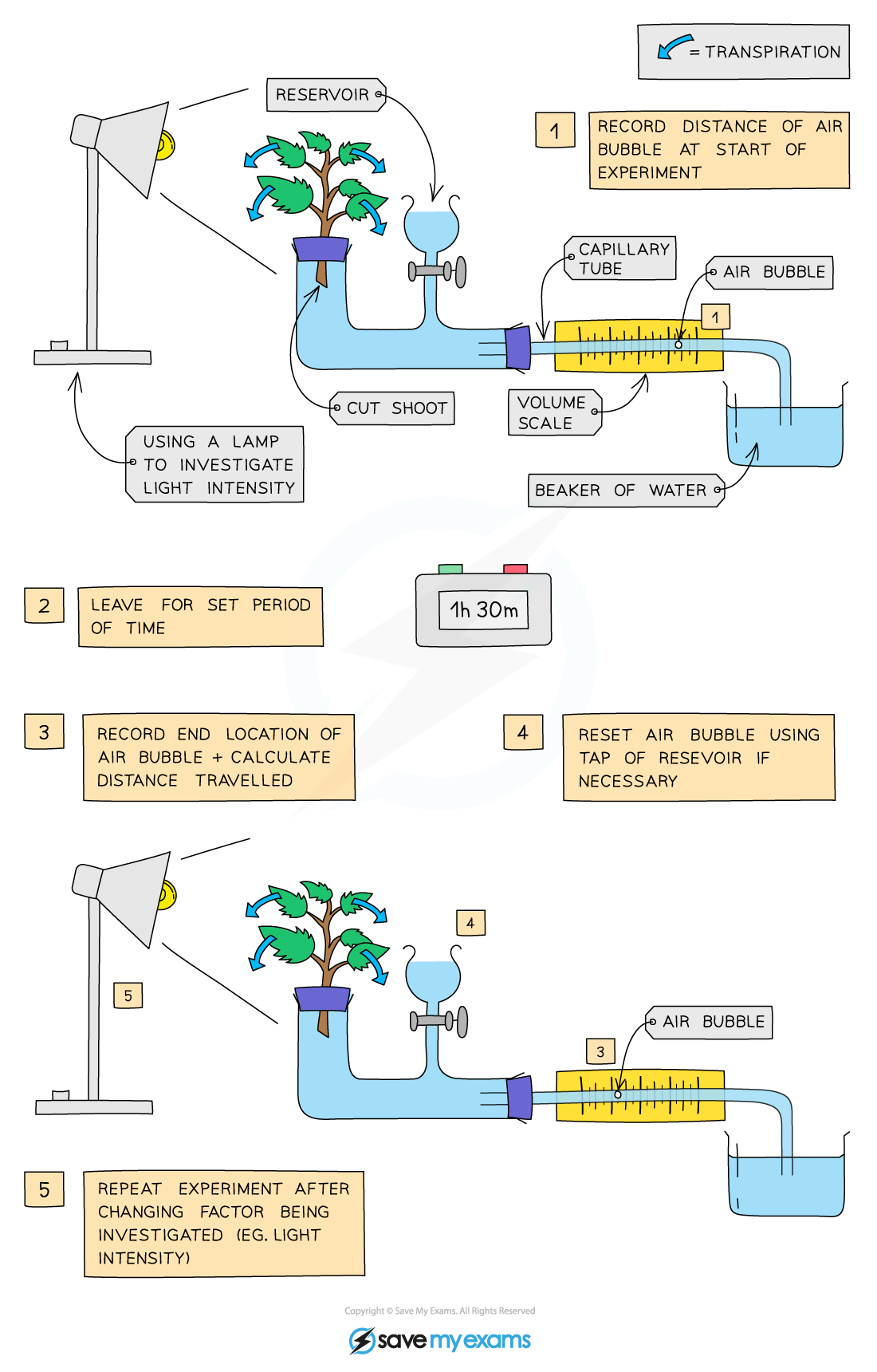 Investigating transpiration rates using a potometer