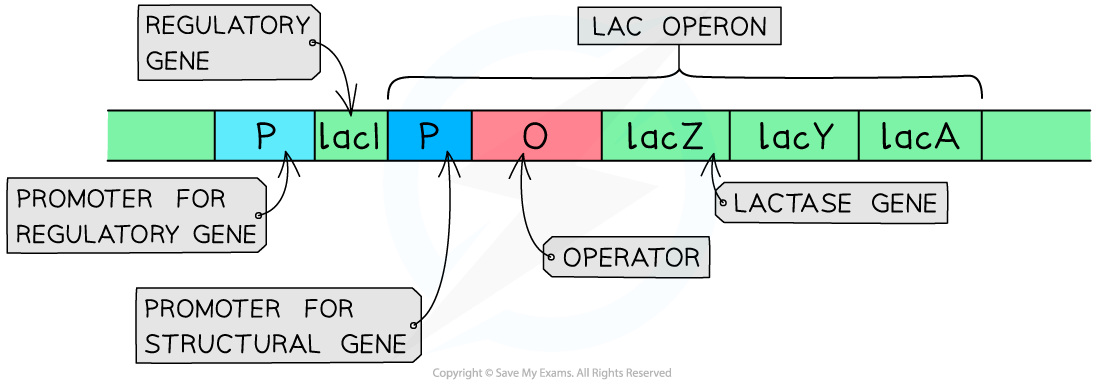 Lac Operon Structure