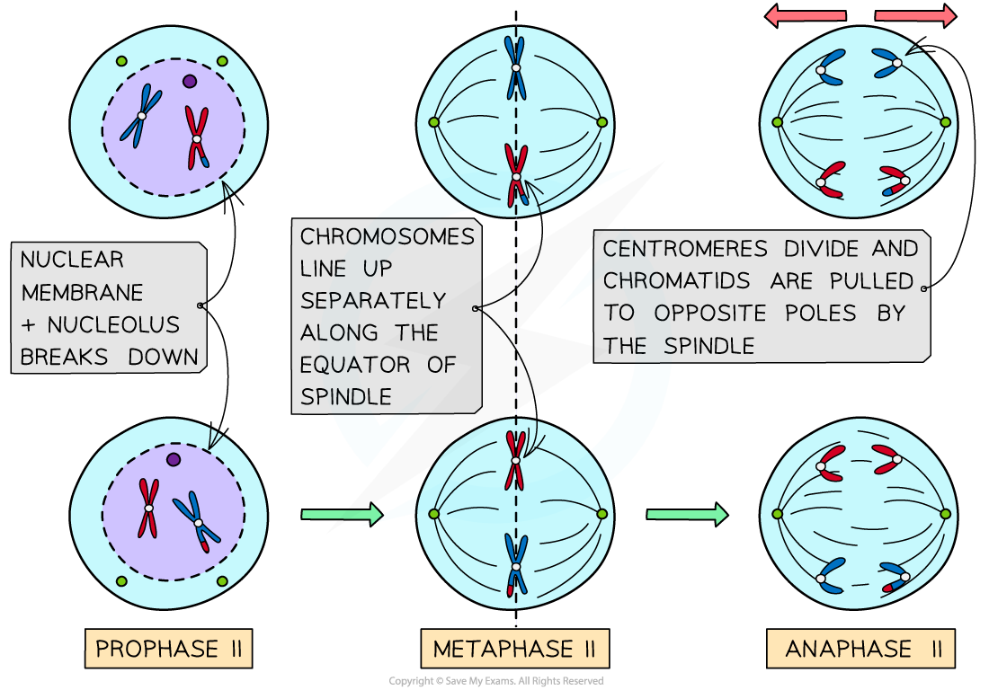 Meiosis II
