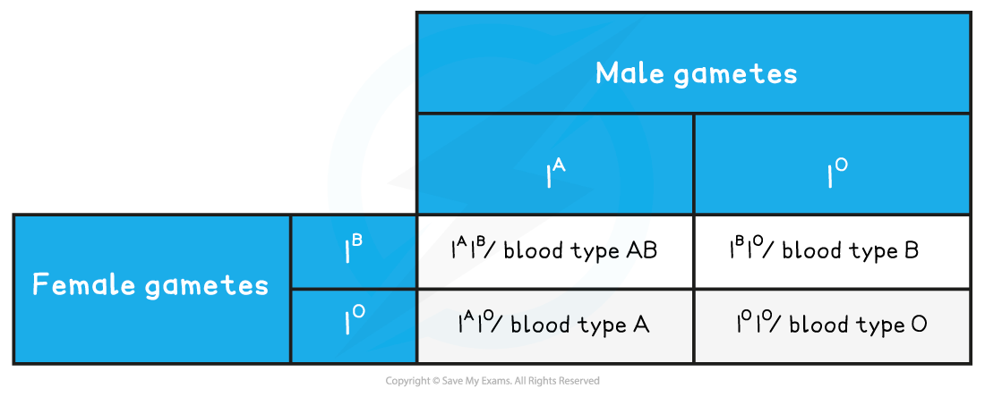 Monohybrid Punnett Square with Codominance Table