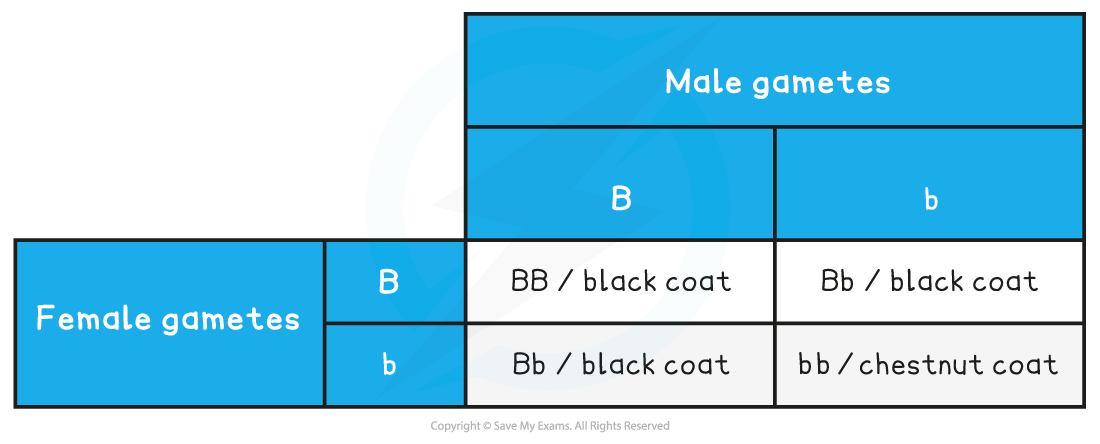 Monohybrid Punnett Square with Heterozygotes Table