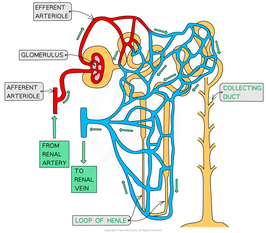 Blood supply related with neuron