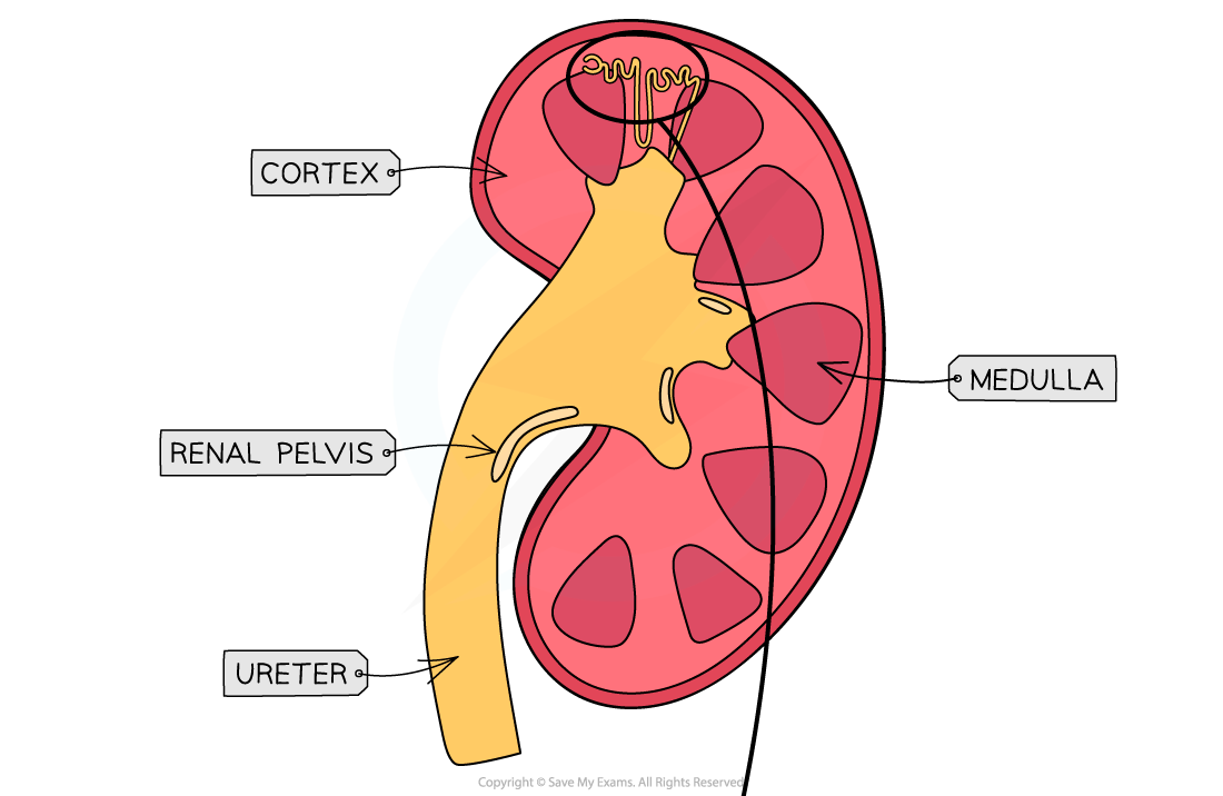 Structure of kidneys