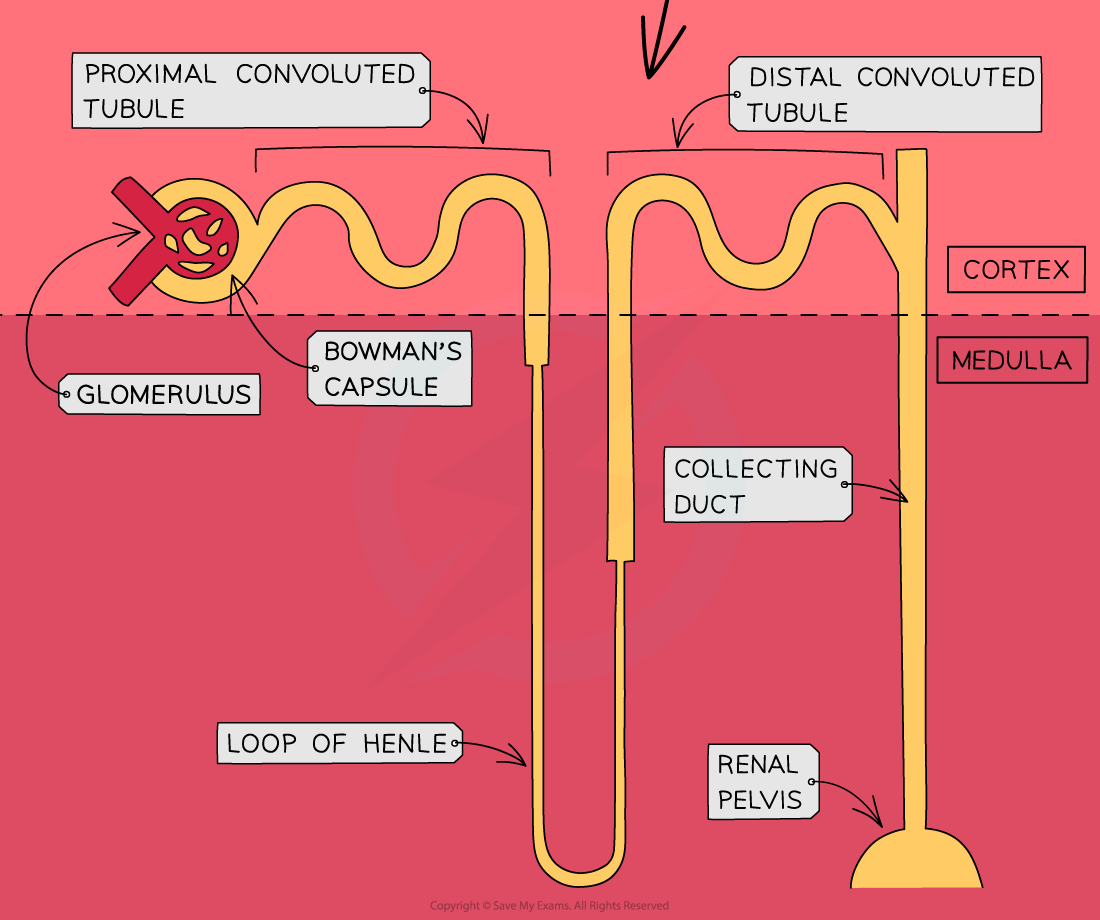 Structure of Nephron