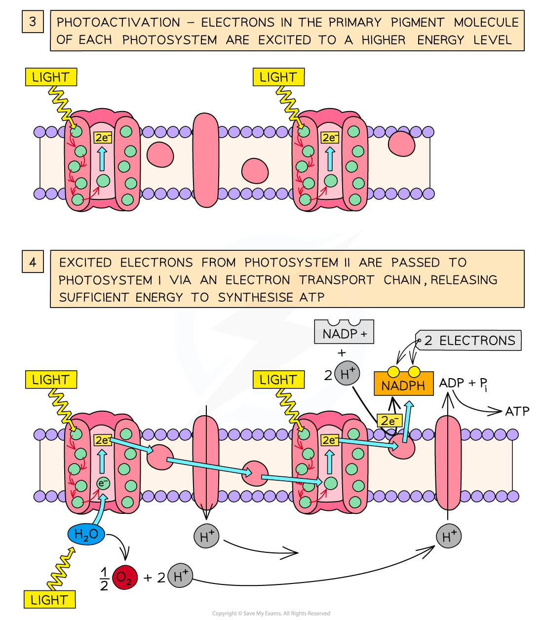 Non-cyclic photophosphorylation