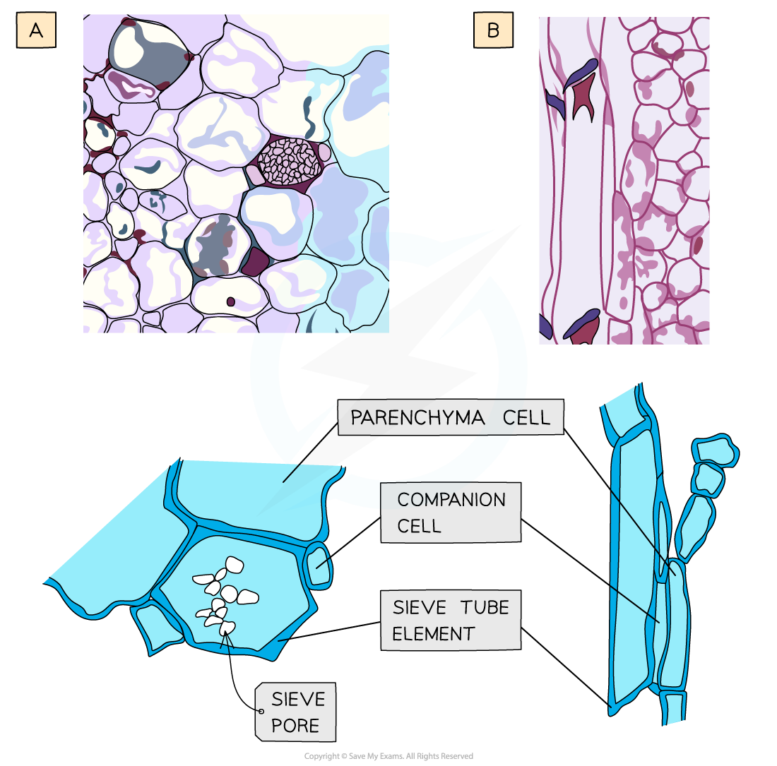 Phloem sieve tubes elements and companion cells