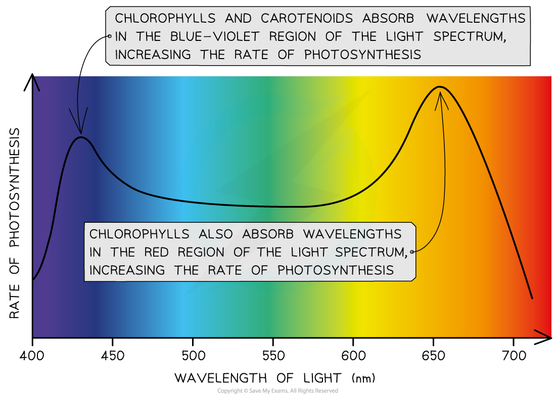 Photosynthetic action spectrum